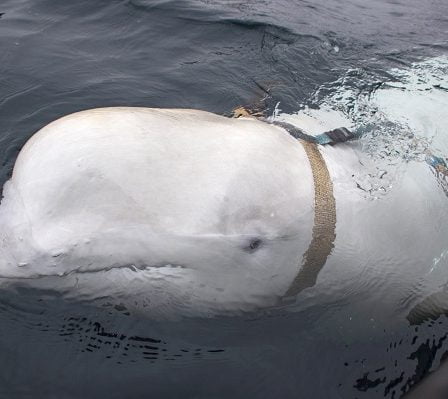 Un expert militaire russe rejette le fait que la baleine blanche soit une "baleine espionne" - 29