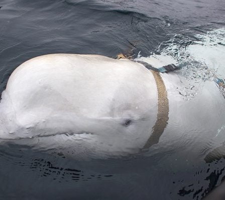 Un expert militaire russe rejette le fait que la baleine blanche soit une "baleine espionne" - 22