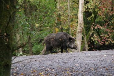 La Norvège enregistre une forte augmentation du nombre de sangliers tués pendant la saison de chasse - 18
