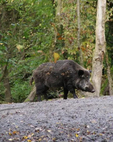 La Norvège enregistre une forte augmentation du nombre de sangliers tués pendant la saison de chasse - 1
