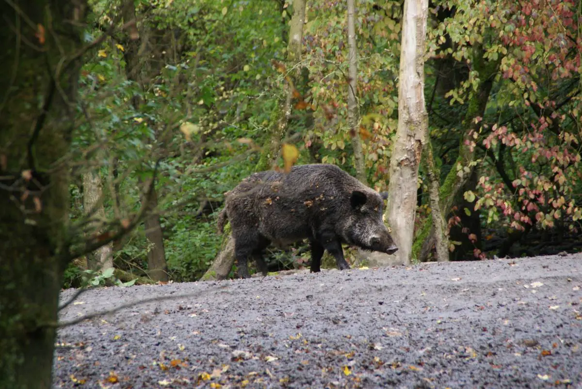 La Norvège enregistre une forte augmentation du nombre de sangliers tués pendant la saison de chasse - 3