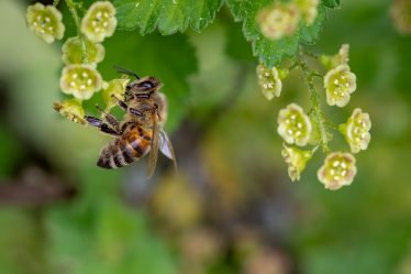 L'Autorité norvégienne de sécurité des aliments craint que les nouvelles règles de l'UE ne menacent les stocks d'abeilles norvégiennes - 20