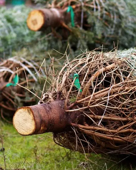 Craint une pénurie d'arbres de Noël en raison d'un été sec - 23