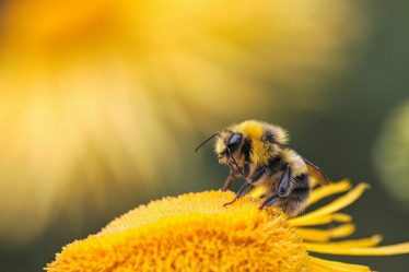 Extraire une page du livre de jeu scandinave : les abeilles adorent la caféine, selon une étude - 18