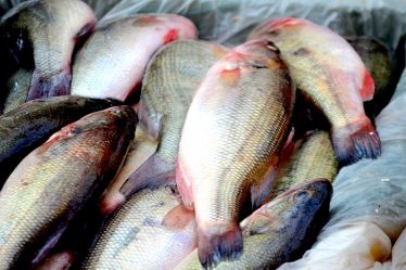 Les douanes saisissent 758 kilogrammes de poisson - 16