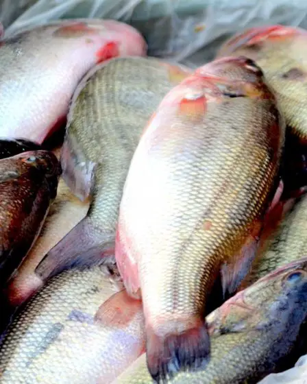 Les douanes saisissent 758 kilogrammes de poisson 14 Les douanes saisissent 758 kilogrammes de poisson - 13