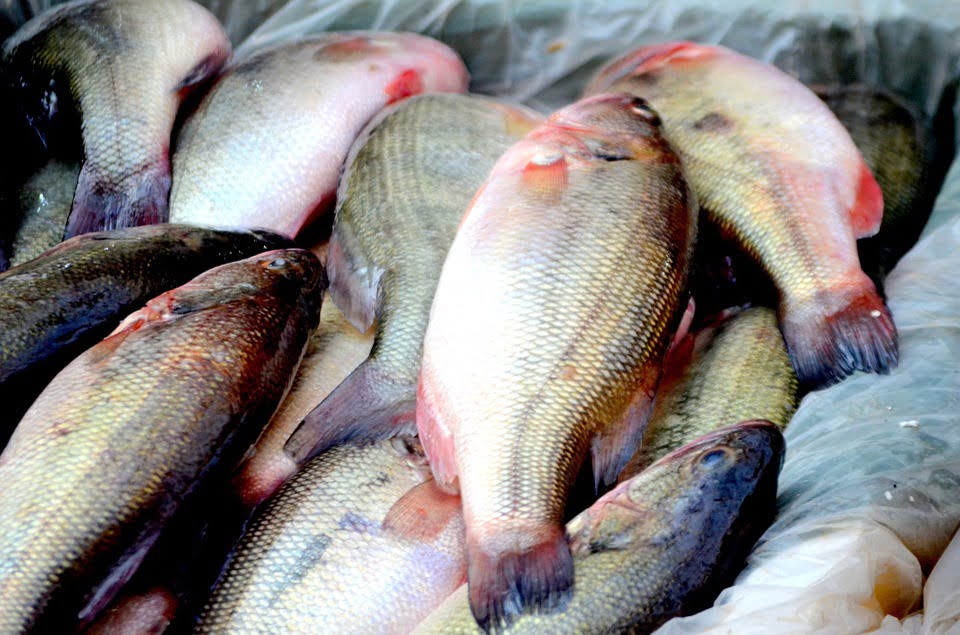 Les douanes saisissent 758 kilogrammes de poisson 6 Les douanes saisissent 758 kilogrammes de poisson - 5