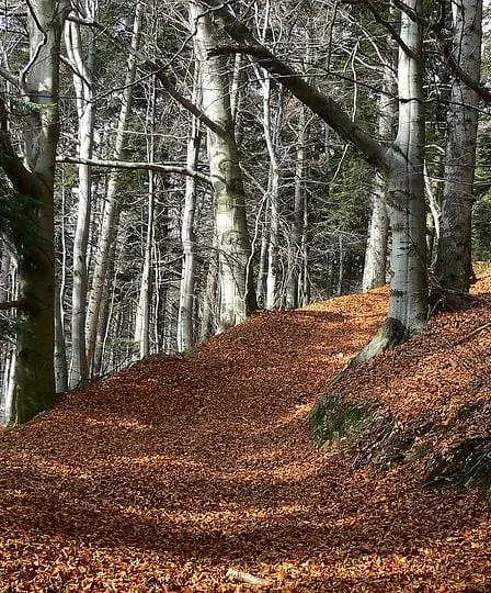 Plus de routes forestières construites - Norway Today 18 Plus de routes forestières construites - Norway Today - 17