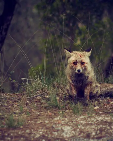 La FSA chasse un renard à Alta 10 La FSA chasse un renard à Alta - 9