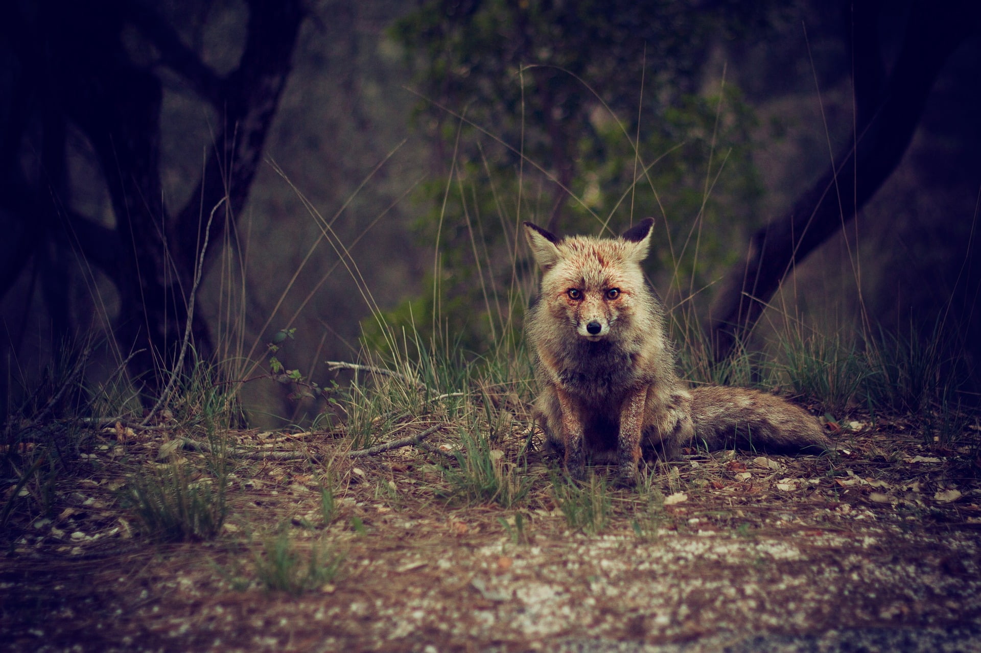 La FSA chasse un renard à Alta 6 La FSA chasse un renard à Alta - 5