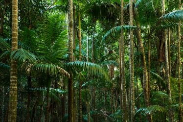 L'Indonésie obtient sa première subvention pour la forêt tropicale de la Norvège - 20