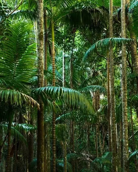L'Indonésie obtient sa première subvention pour la forêt tropicale de la Norvège 11 L'Indonésie obtient sa première subvention pour la forêt tropicale de la Norvège - 10