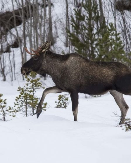 Trois élans ont été abattus après une attaque contre des garçons à Valdres 20 Trois élans ont été abattus après une attaque contre des garçons à Valdres - 19