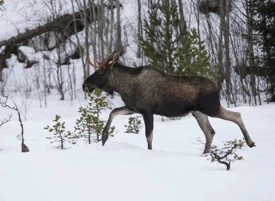 Trois élans ont été abattus après une attaque contre des garçons à Valdres 4 Trois élans ont été abattus après une attaque contre des garçons à Valdres - 3