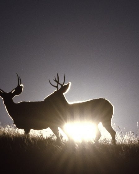Nouvelle année record pour la chasse au chevreuil 5 Nouvelle année record pour la chasse au chevreuil - 4