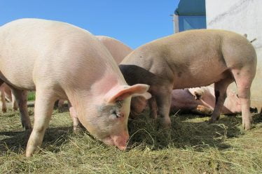 Crainte que le virus de la peste porcine puisse muter et infecter les humains - 16