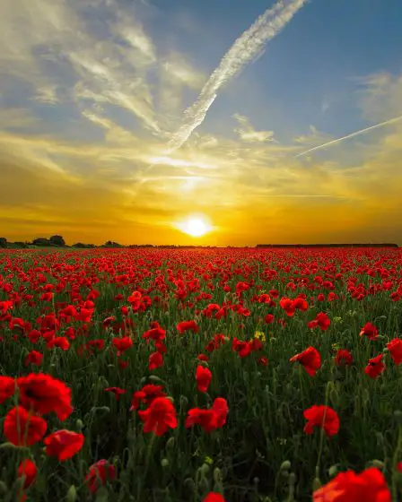 La Première Guerre mondiale a mis fin au romantisme de la guerre 30 La Première Guerre mondiale a mis fin au romantisme de la guerre - 29