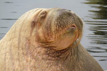 Wally le morse quitte l'Angleterre et se dirige vers le nord en direction de sa maison au Svalbard - 20