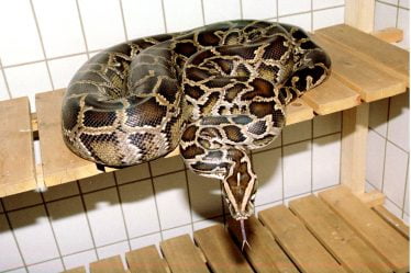 L'homme doit expier l'incident du python, les menaces graves, etc. - 16