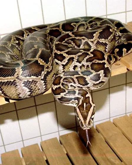 L'homme doit expier l'incident du python, les menaces graves, etc. 2 L'homme doit expier l'incident du python, les menaces graves, etc. - 1