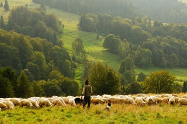 De moins en moins de fermes en Norvège - 16