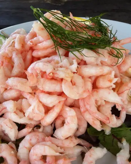La plus faible quantité de crevettes capturées en 10 ans pourrait entraîner une augmentation des prix 11 La plus faible quantité de crevettes capturées en 10 ans pourrait entraîner une augmentation des prix - 10