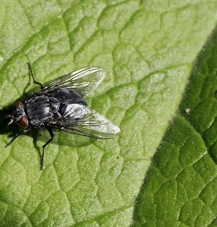 Tous les insectes en Norvège doivent être comptés - 23