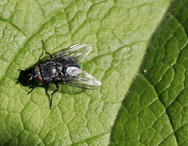 Tous les insectes en Norvège doivent être comptés 6 Tous les insectes en Norvège doivent être comptés - 5