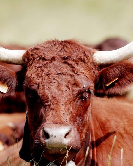 Les importations de viande ont doublé en un an 26 Les importations de viande ont doublé en un an - 25