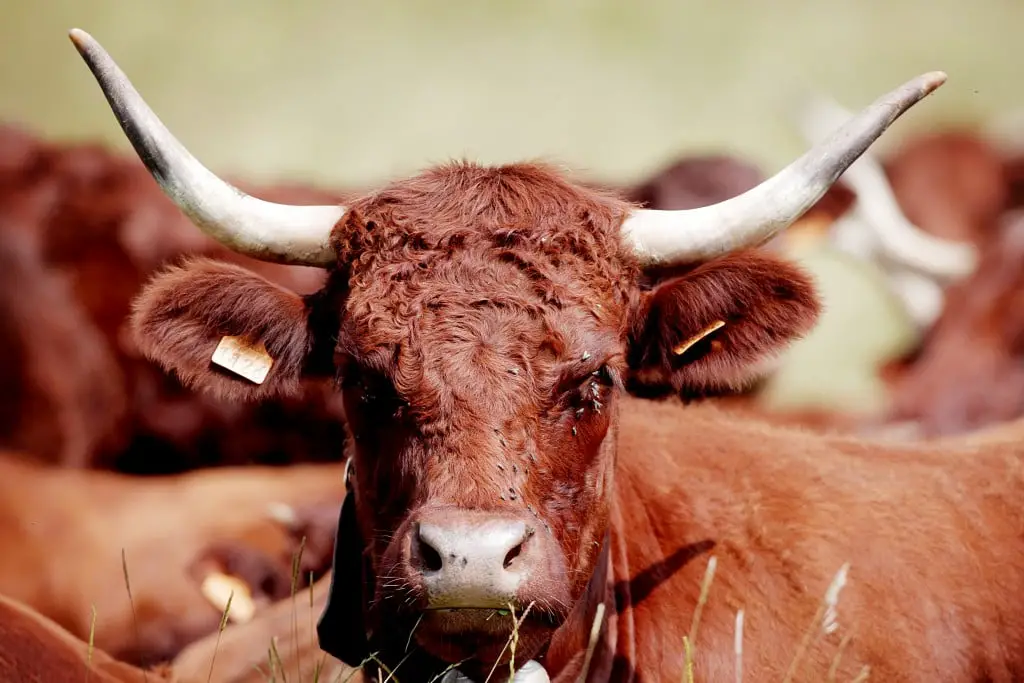 Les importations de viande ont doublé en un an 4 Les importations de viande ont doublé en un an - 3