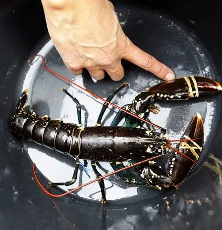 Action majeure contre la pêche illégale au homard dans le Sunnhordland 2 Action majeure contre la pêche illégale au homard dans le Sunnhordland - 1