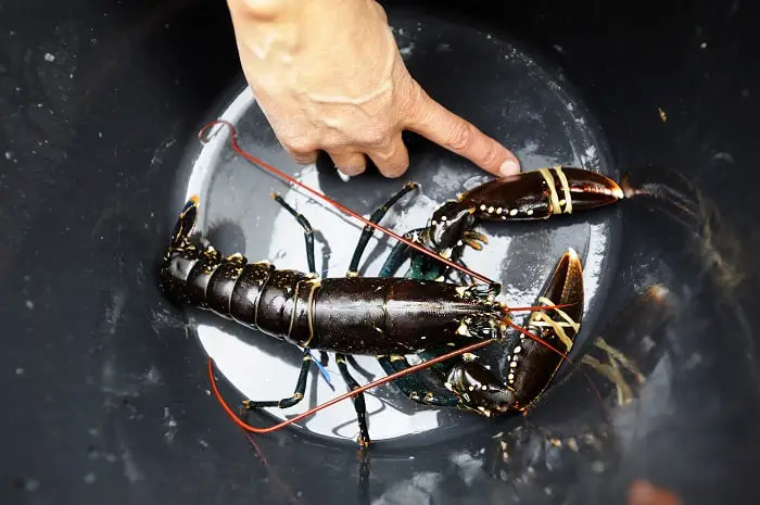 Action majeure contre la pêche illégale au homard dans le Sunnhordland 4 Action majeure contre la pêche illégale au homard dans le Sunnhordland - 3