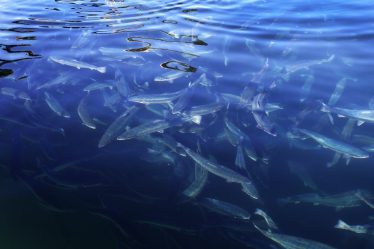 Mort massive de saumons dans une pisciculture - 16