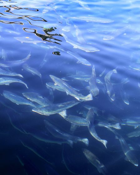 40 000 poissons en fuite à Troms 24 40 000 poissons en fuite à Troms - 23