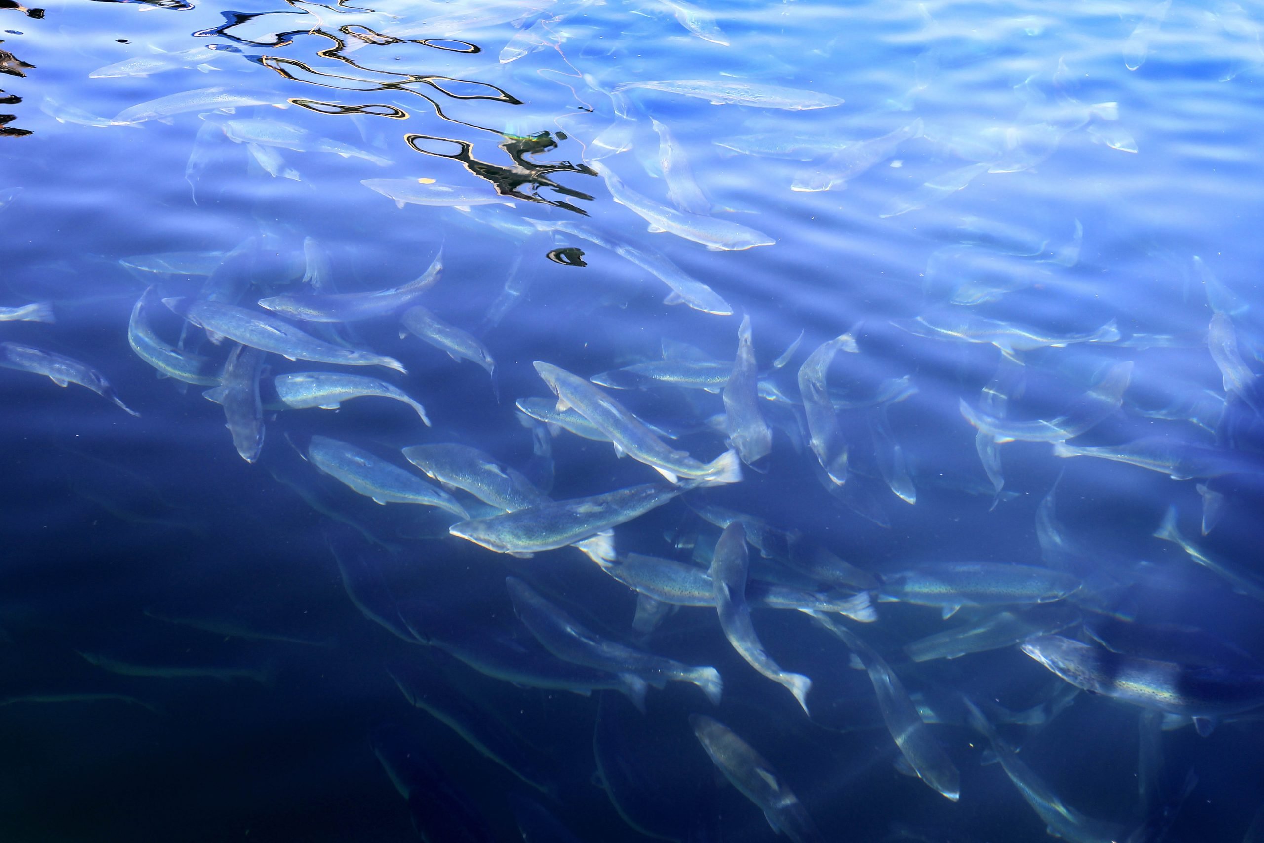 40 000 poissons en fuite à Troms 4 40 000 poissons en fuite à Troms - 3