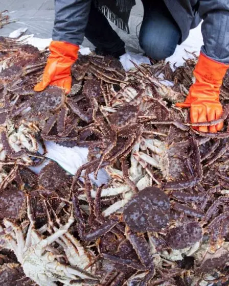 Le ministère autorise la livraison de crabes royaux de Norvège vers la Corée du Sud 29 Le ministère autorise la livraison de crabes royaux de Norvège vers la Corée du Sud - 28