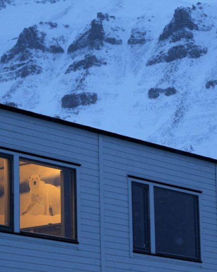 Plus de clients de l'hôtel à Svalbard 29 Plus de clients de l'hôtel à Svalbard - 28