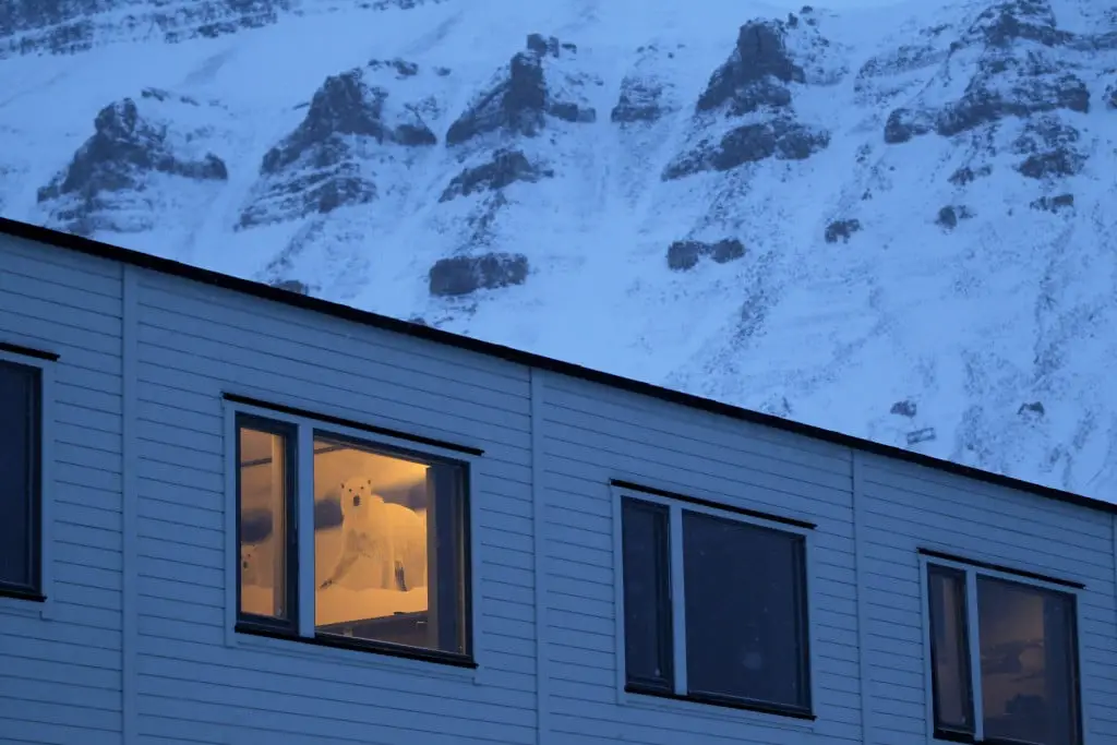 Plus de clients de l'hôtel à Svalbard 4 Plus de clients de l'hôtel à Svalbard - 3
