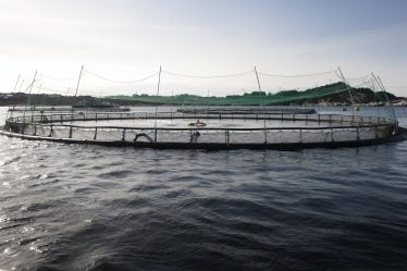 Des prix record pour le saumon conduisent à des résultats records pour Lerøy - 20