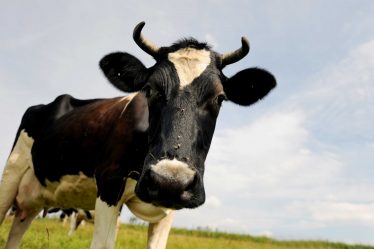 Un record de dents apporte un bonus record aux producteurs laitiers - 20