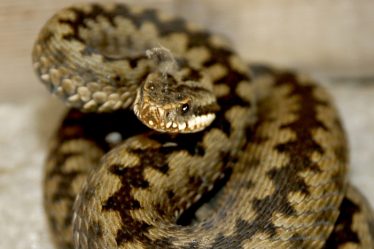 Vipères européennes communes sur le point de se réveiller de l'hibernation - 16