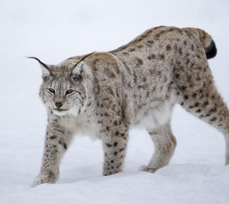 Au moins 15 lynx abattus depuis le début de la saison de chasse de cette année 14 Au moins 15 lynx abattus depuis le début de la saison de chasse de cette année - 13