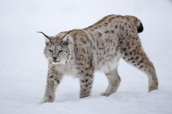 Au moins 15 lynx abattus depuis le début de la saison de chasse de cette année 4 Au moins 15 lynx abattus depuis le début de la saison de chasse de cette année - 3