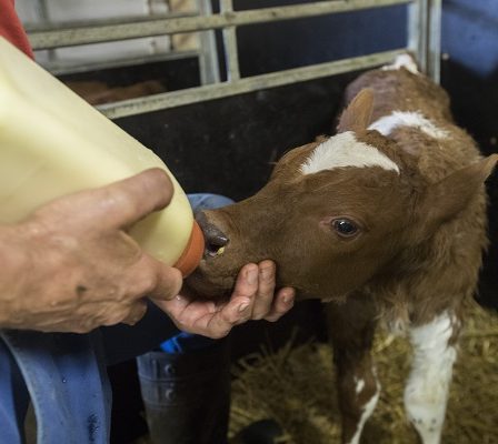 Les animaux norvégiens reçoivent moins d'antibiotiques 21 Les animaux norvégiens reçoivent moins d'antibiotiques - 20