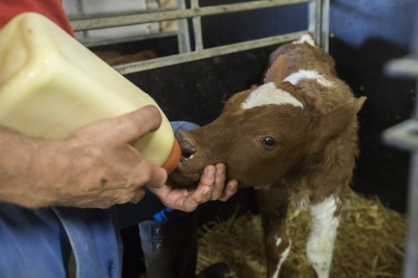 Les animaux norvégiens reçoivent moins d'antibiotiques 4 Les animaux norvégiens reçoivent moins d'antibiotiques - 3