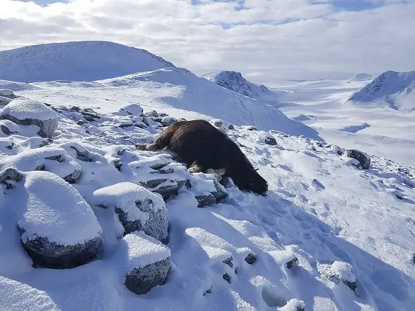 Sept bœufs musqués abattus à Dovrefjell - 3