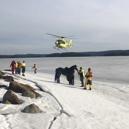 Cheval secouru par hélicoptère à Finnskogen - 7