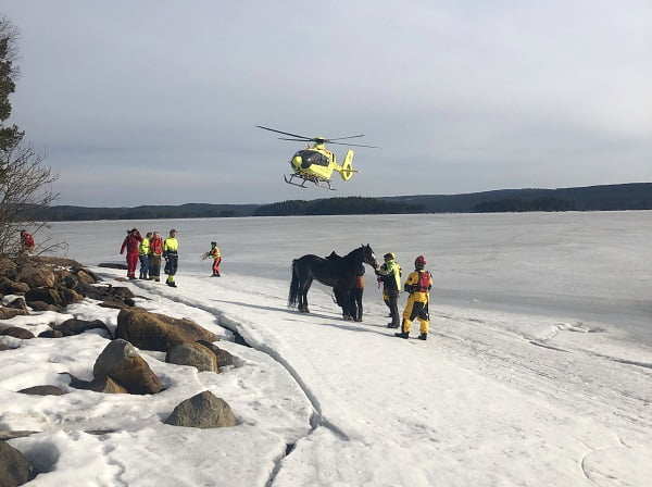 Cheval secouru par hélicoptère à Finnskogen 4 Cheval secouru par hélicoptère à Finnskogen - 3