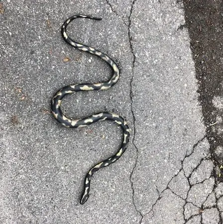 Le serpent suscitant des inquiétudes à Oslo n'était pas réel - 13