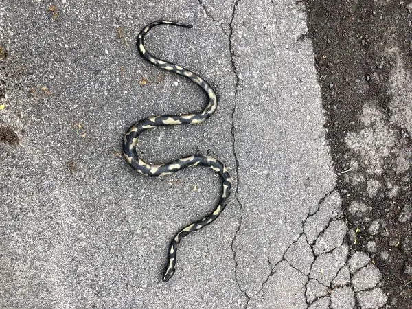Le serpent suscitant des inquiétudes à Oslo n'était pas réel 6 Le serpent suscitant des inquiétudes à Oslo n'était pas réel - 5